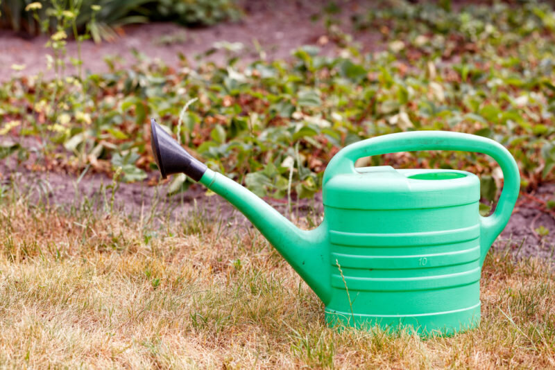 Обработка клубники