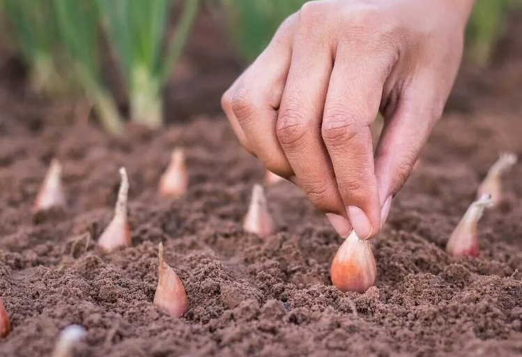 Фотография взята из источника yandex.ru