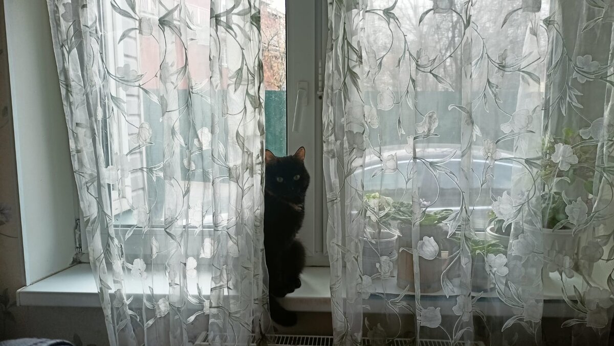 Ириска на посадочной полосе для котов. 