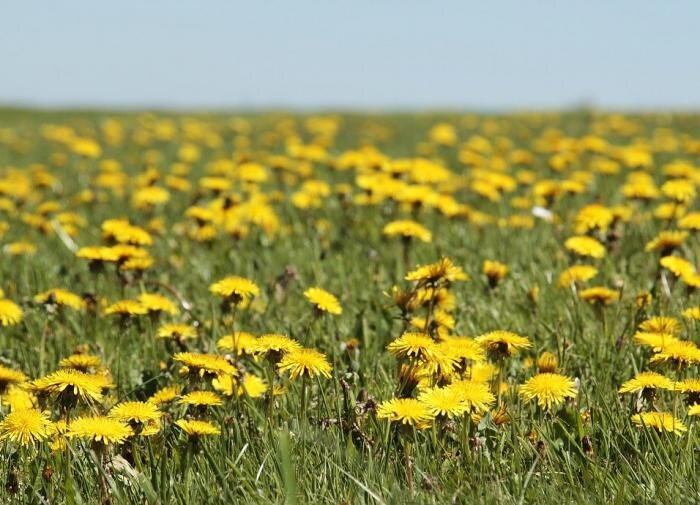 Одуванчики предпочитают кислую почву