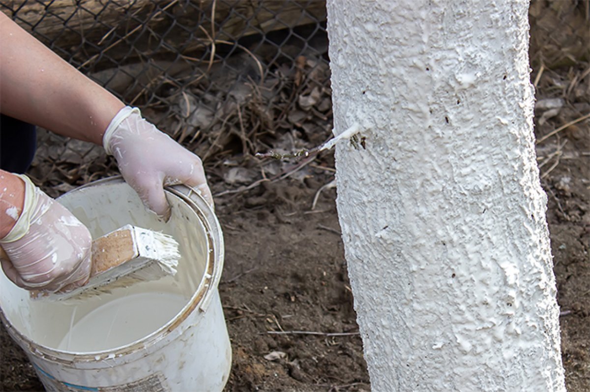    Побелить и защитить. 6 вещей, которые надо успеть сделать на даче в ноябре