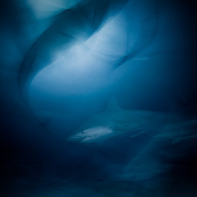    Категория «Подводный мир». Jacob Degee, gdtfoto.de