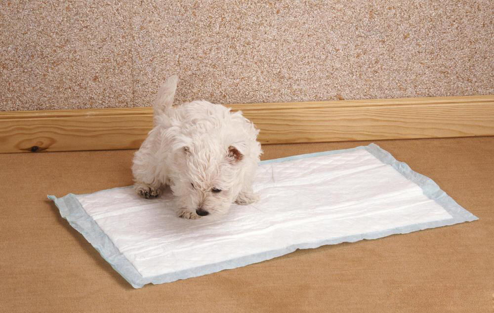 Что нужно подготовить для щенка? Как выбрать для него самое лучшее?-4