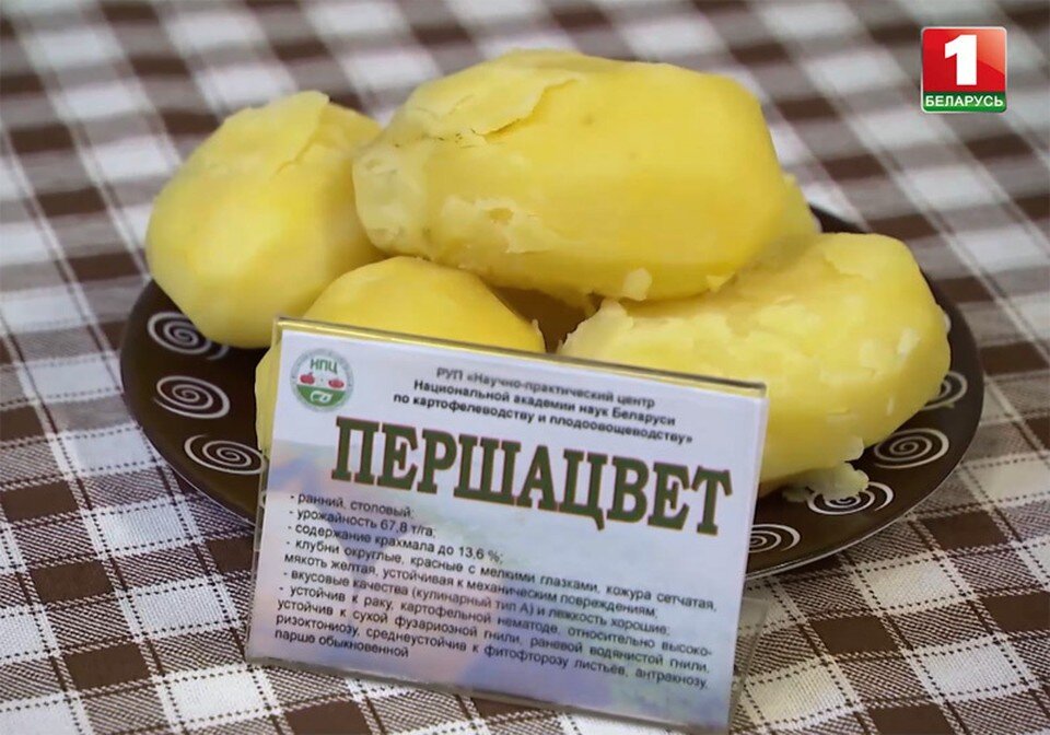     Тот самый "Першацвет". Фото: кадр видео tvr.by