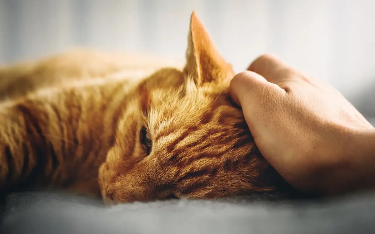 Они очень хотят, чтобы их гладили, держали на руках и позволяли спать рядом с владельцем /unsplash