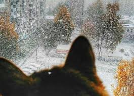    Дождь//Фото: Мурманский вестник