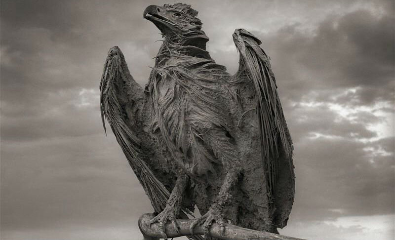 Известковый орлан/ © thedailybeast.com