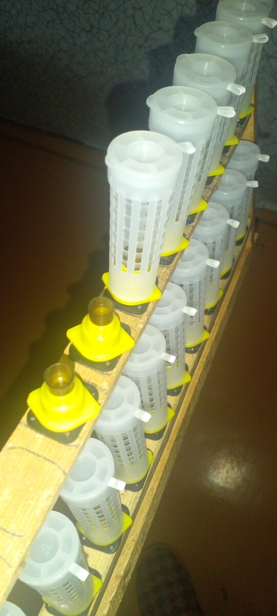 Мисочки вставляем в жолтые цоколя  что бы миски не выпадали с внутренней стороны влаживам маленький кусочек вощины !! Черные держатели закрепили мелкими гвоздиками по два на каждый !! 