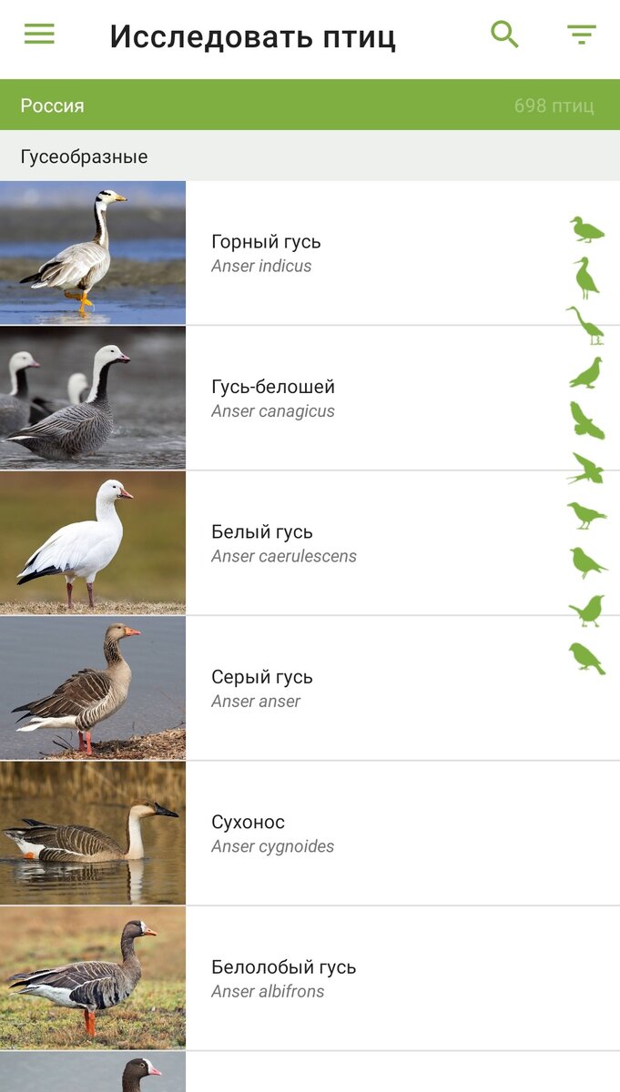 Справочник-определитель птиц в телефоне. Нашел бесплатное приложение |  Кафедра зоологии | Дзен