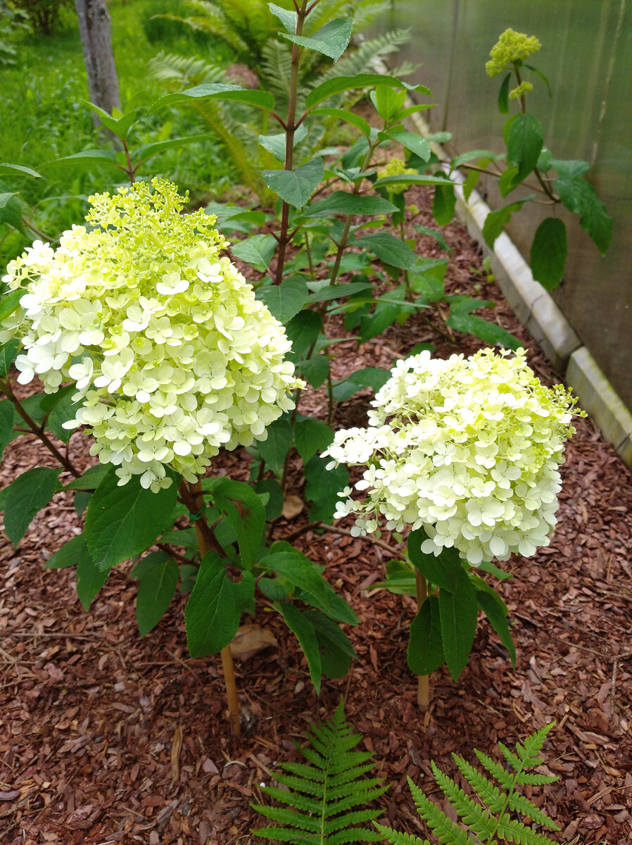 Литл Лайм, цветение прошлого года.