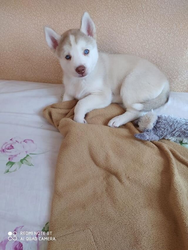 Это  доминант в детстве.  Про неё речь .