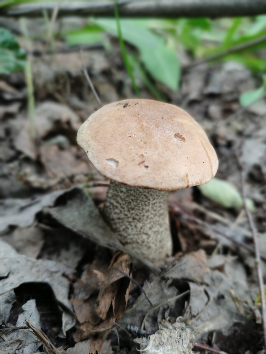 Подберёзовик