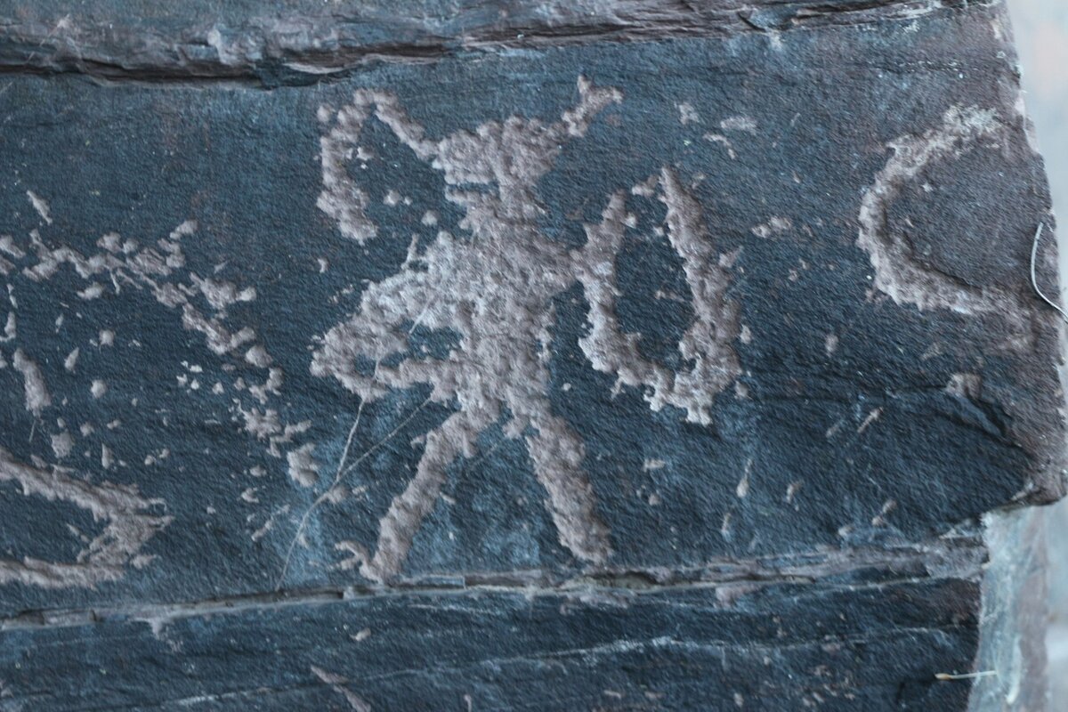 Петроглиф Шалаболинской писаницы. Фото автора