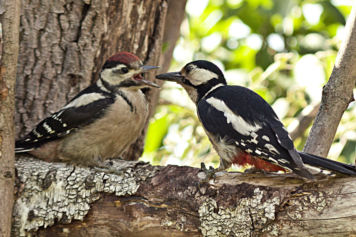 птицы в летнем лесу. птицы великого леса. птицы великого леса. птицы подлесков севастополя. разные птицы.