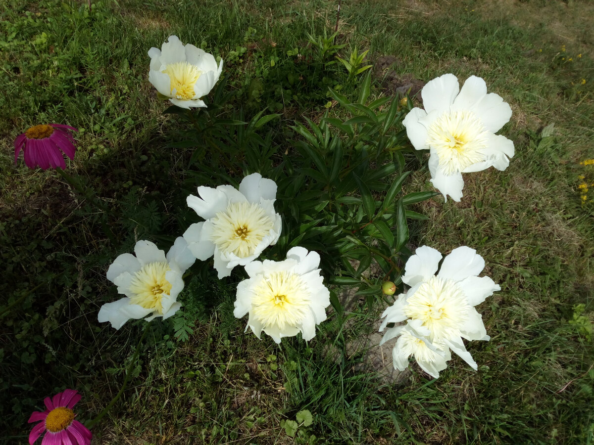 Забыла название. Где-то записано. Но для меня пока что важно, что это растение уже протестировано и недостаточным поливом, и морозом, и жарой ( рос около забора из профнастила, где очень жарко). Пересадку и деление перенес осень хорошо. Зацвел на следующую весну без проблем.