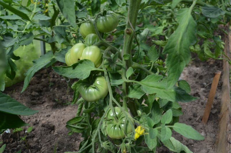 Пока томаты не созревают,  оставляю по 2-3 листа.