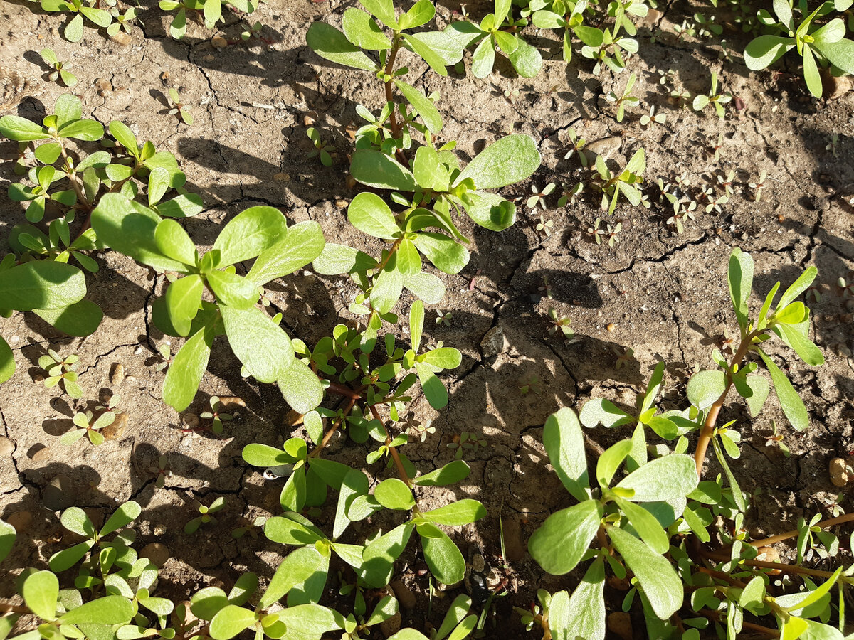 Портулак на нашей клумбе(фото автора)