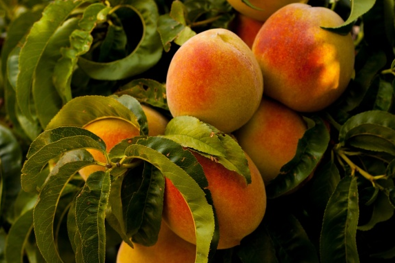 Добавьте описание