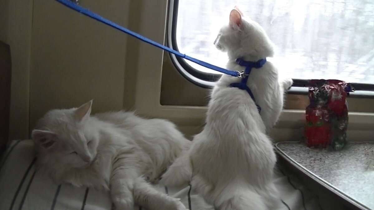 Шлейка поможет контролировать передвижение кота. Фото из интернета.