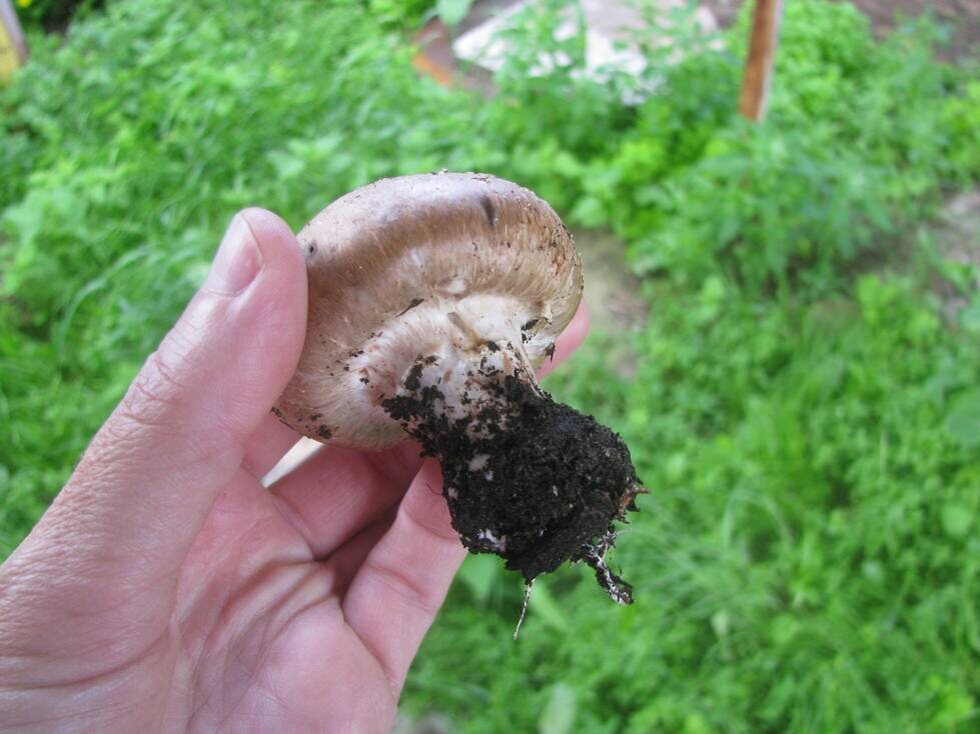 Вот такой красавец появился у нас