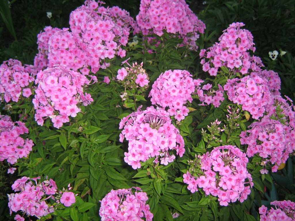 Мои флоксы с дурманящим ароматом.
