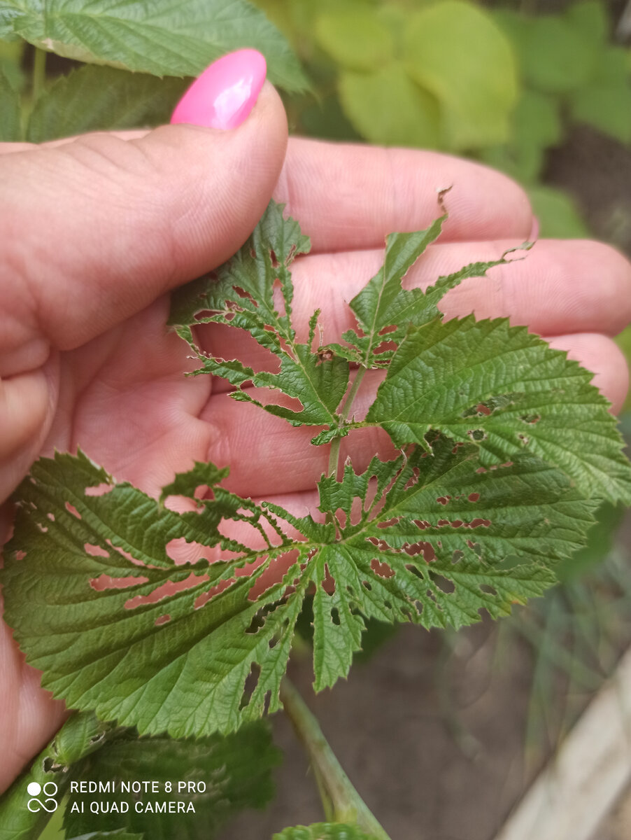 Бедная малина!