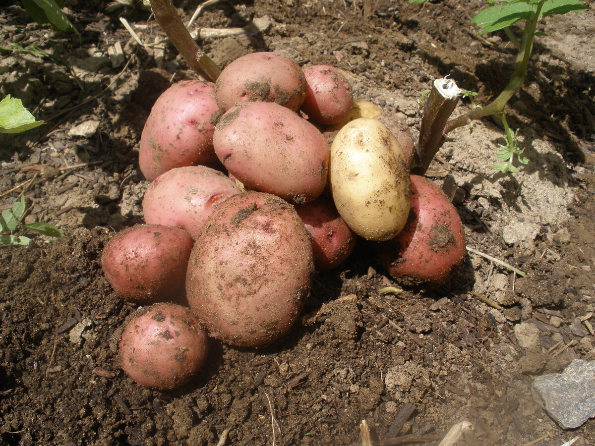 Первый урожай картофеля. Копка картофеля сорта Аван. Выкопали картофель. Картошка в огороде.