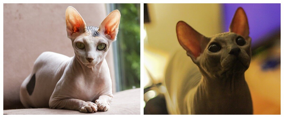 сфинксы любят купаться