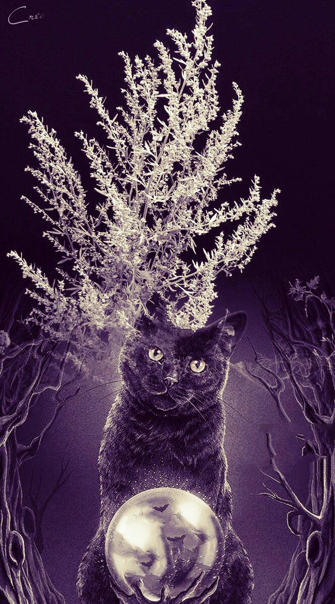 Фотоколлаж автора статьи