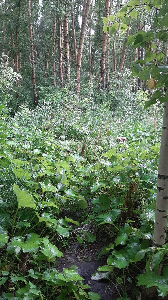 Тут в кустах видно голову пуделя