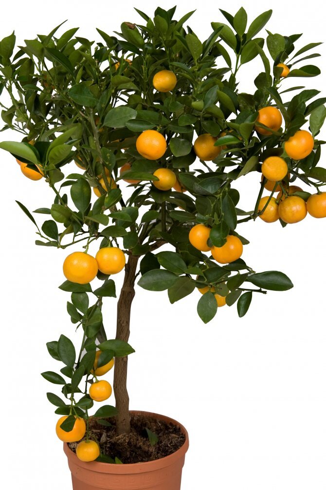 Мандарин уншиу. Растение мандарин Citrus reticulata. Мандарин уншиу комнатный. Цитрус лимон дерево. Комнатный лимон мандарин