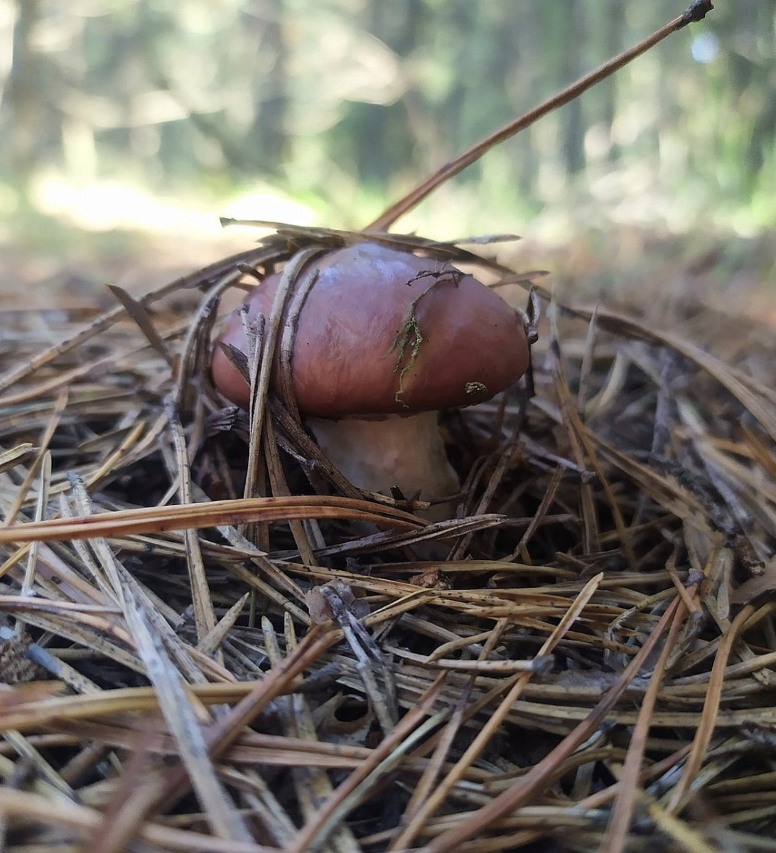 Фото Елена Ш. - Масленок настоящий.