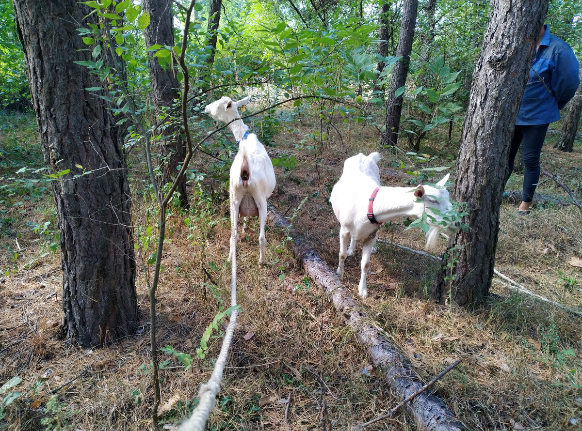 Зая на натянутой веревке.