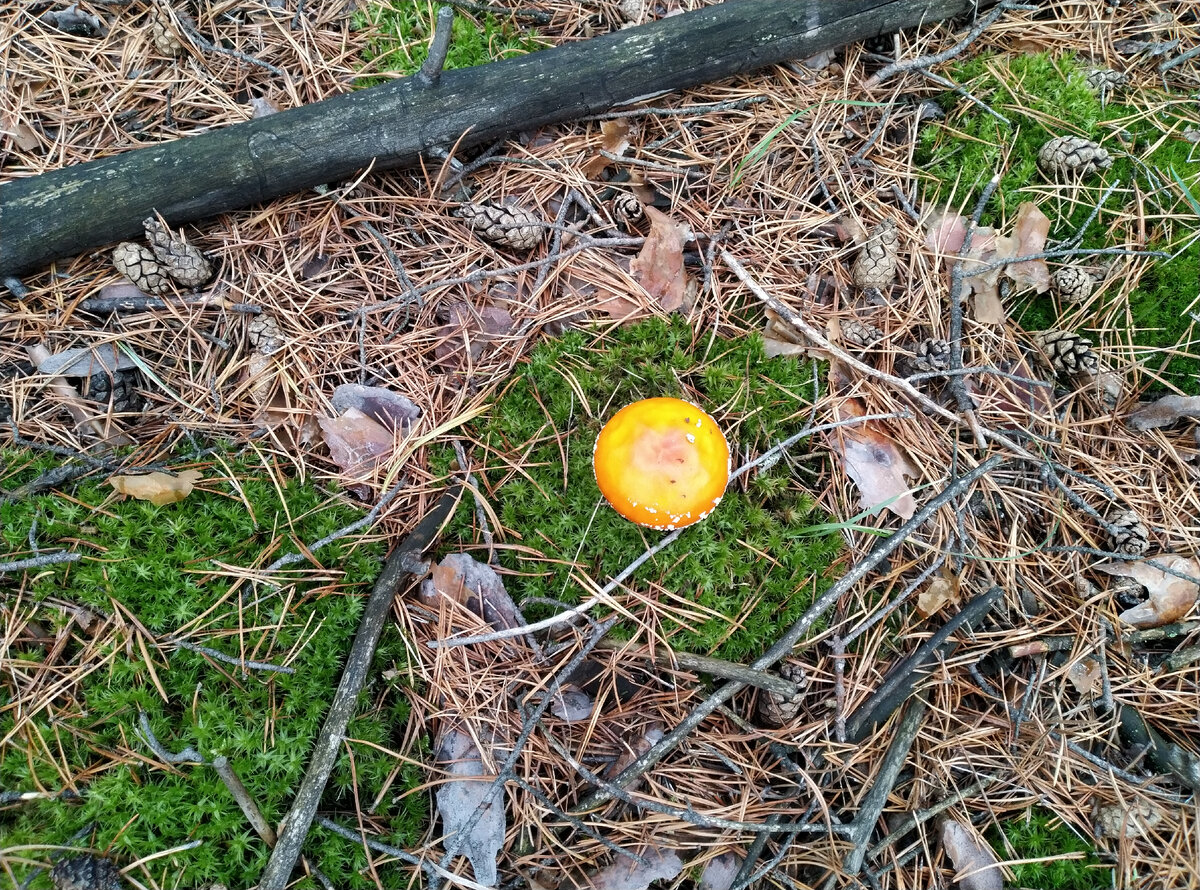 Симпатичный мухоморчик на кочке мха