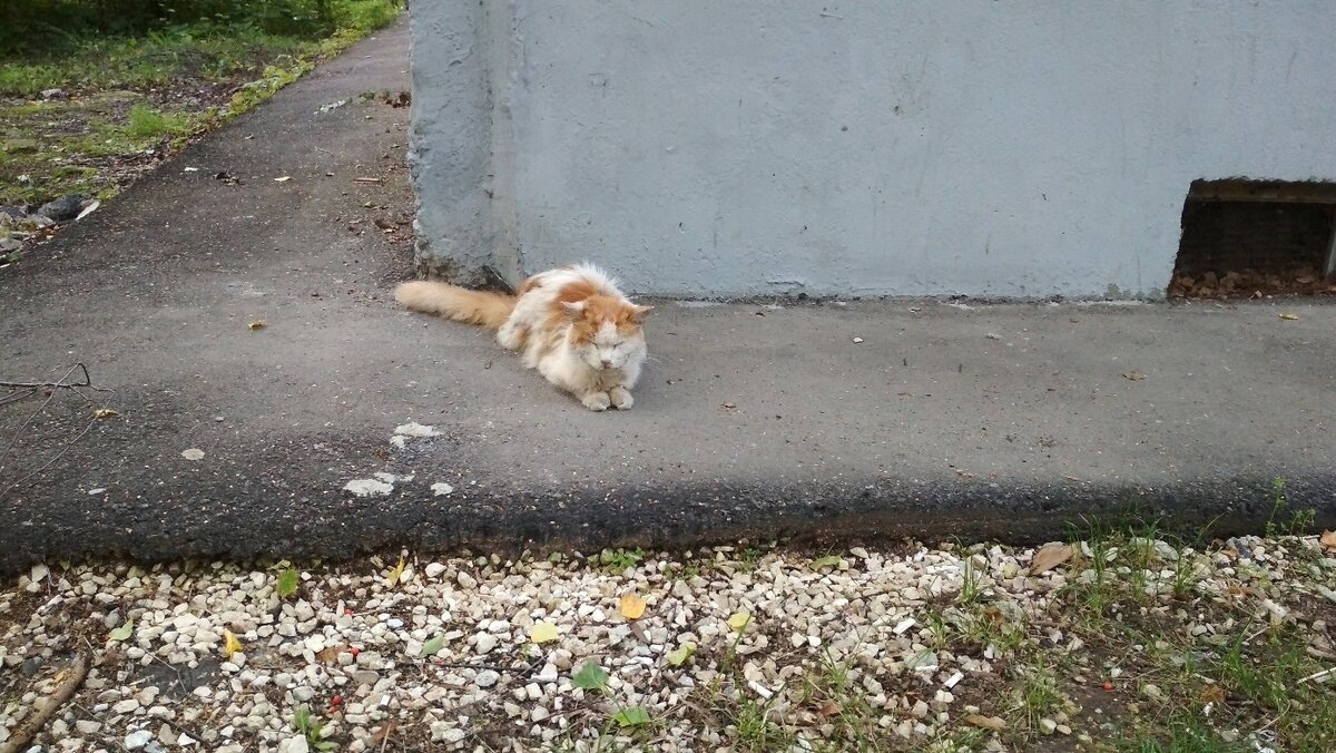 Тот самый кот. Фото отредактировано в фотошопе.