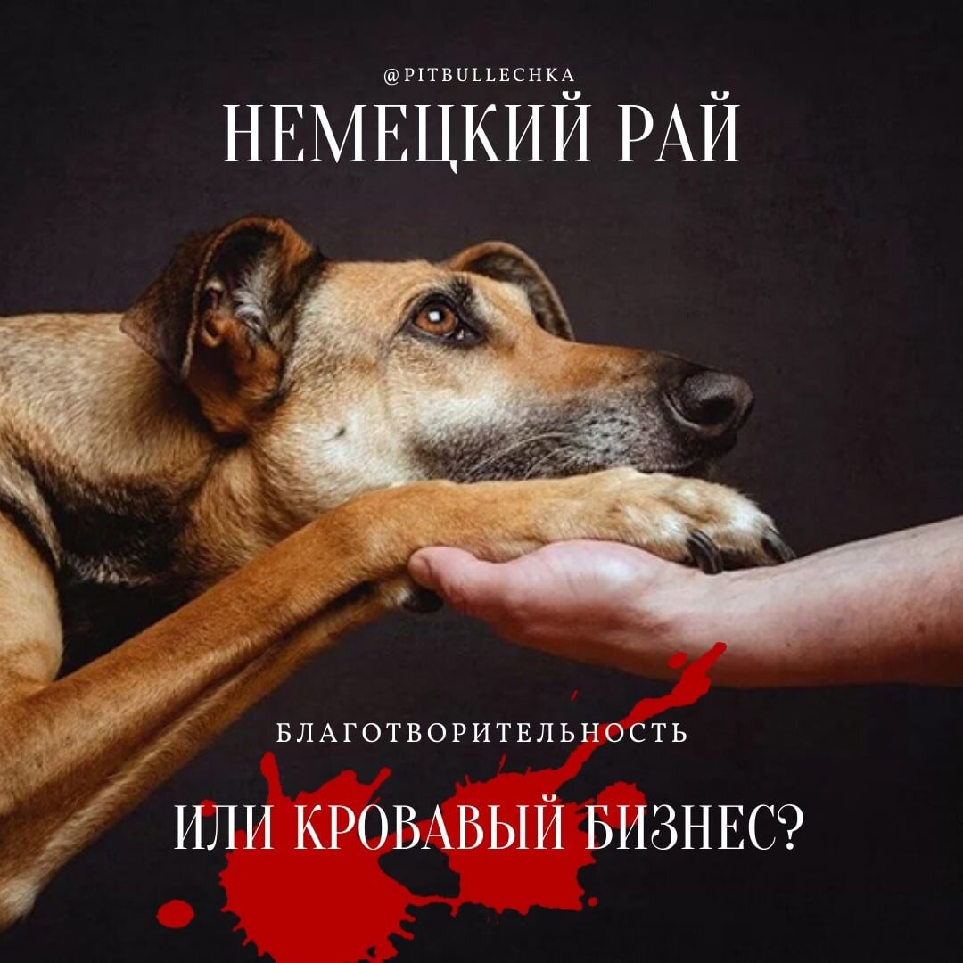 Немецкий рай для российских бездомных собак от Елены Пыркиной (Ярославль).
