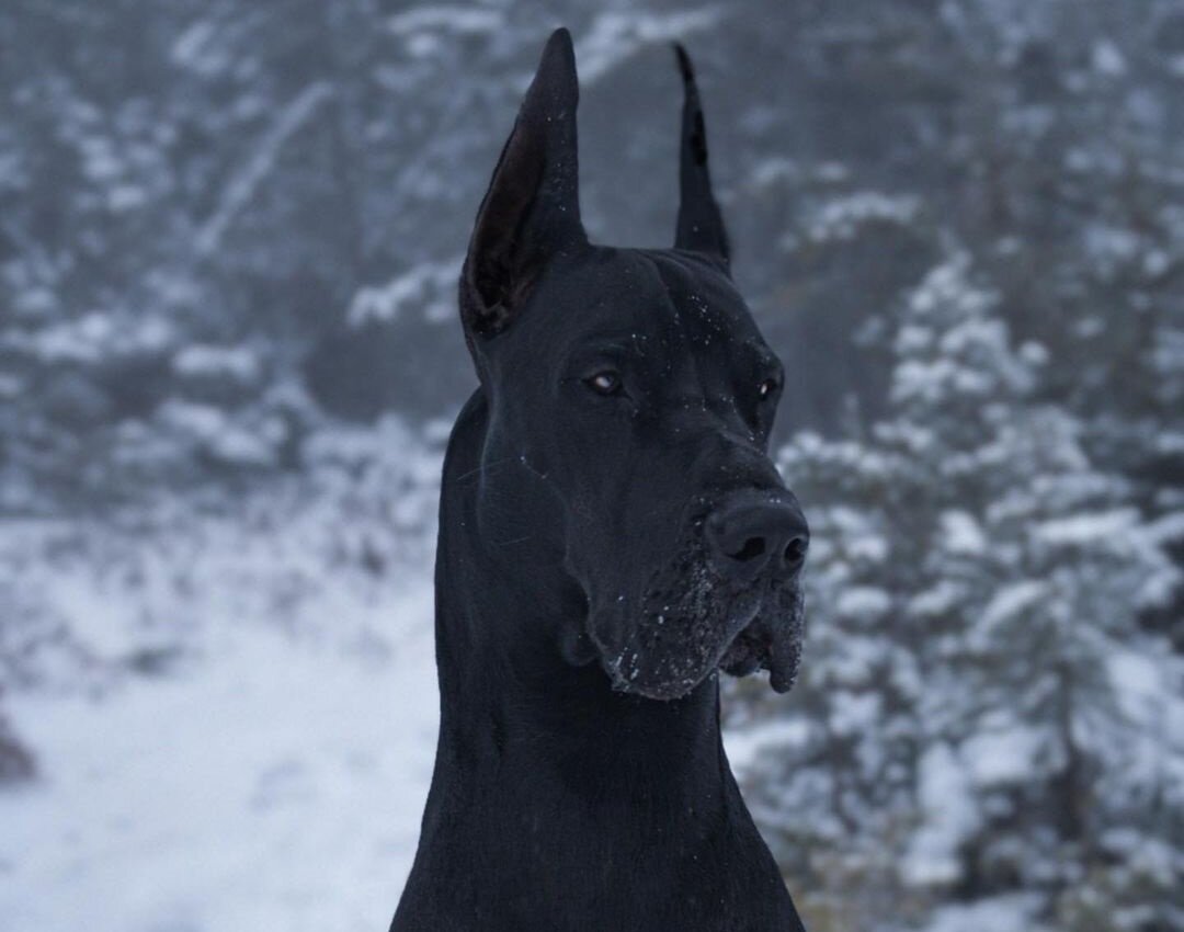 Немецкий дог (Фото: https://people.com/pets/instagram-great-dane-dog-looks-like-batman/)