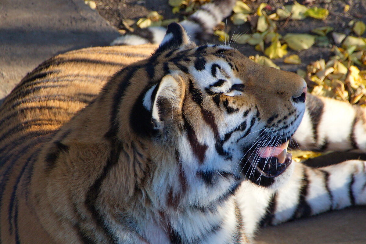 Амурский или Уссурийский тигр - подвид тигра Panthera tigris tigris, занесен в Международную Красную книгу и Красную книгу Российской федерации