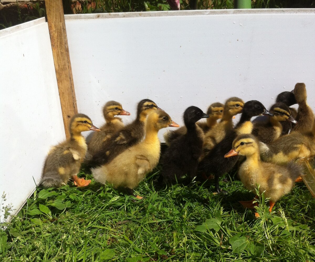 Утиный и гусиный молодняк этого года