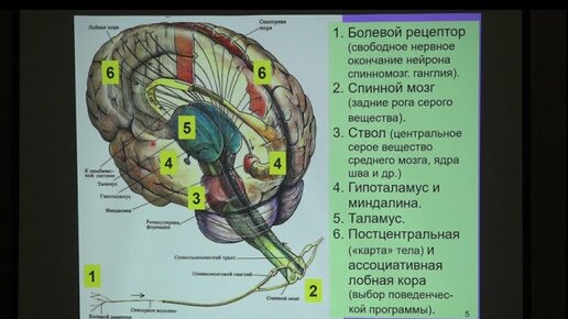 Дубынин В. А. - Физиология потребностей - Мозг и страх