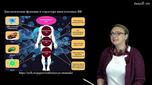 Зверева М.Э. - Внеклеточные нуклеиновые кислоты - 2. Открытие и функции внеклеточных НК