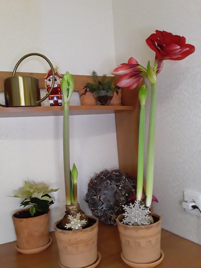 Гиппеаструмы и новая пуансеттия, коль скоро первая выжила, значит - в такой же горшок