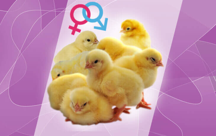 Как определить пол цыплёнка? Петушок и курочка ведут себя по разному