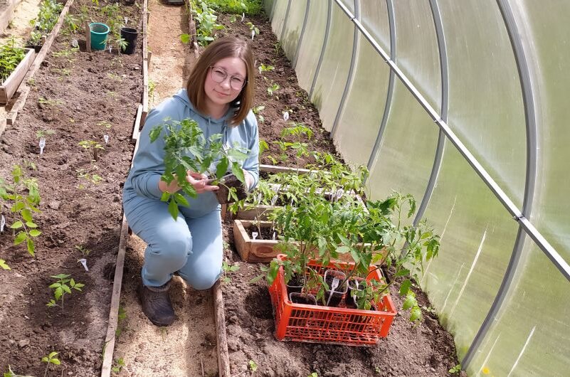 В теплице высаживаю рассаду томатов в 2021 году.