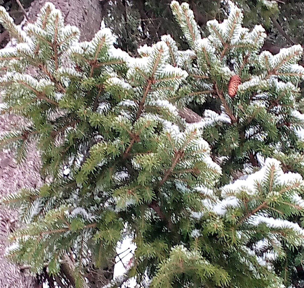 Зима. Фото О. Камаловой.