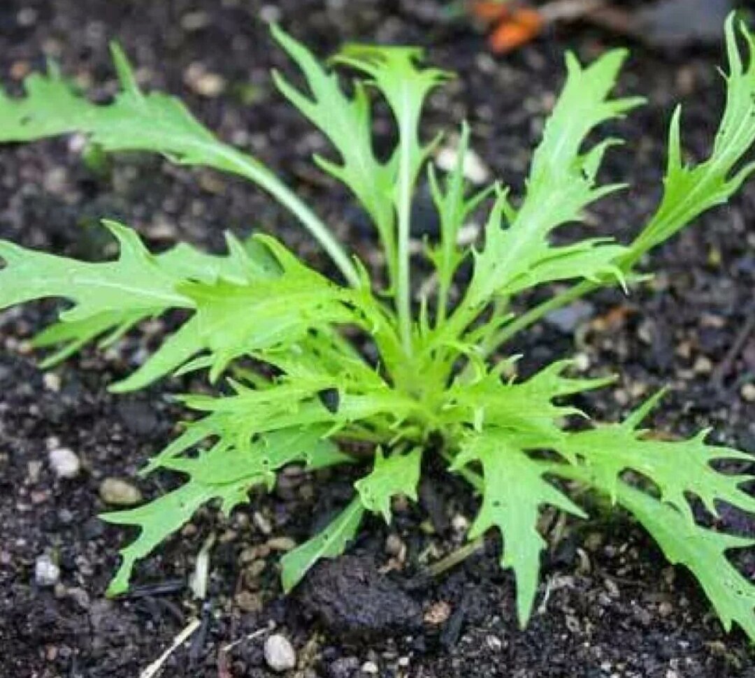 Мицуна или Мизуна