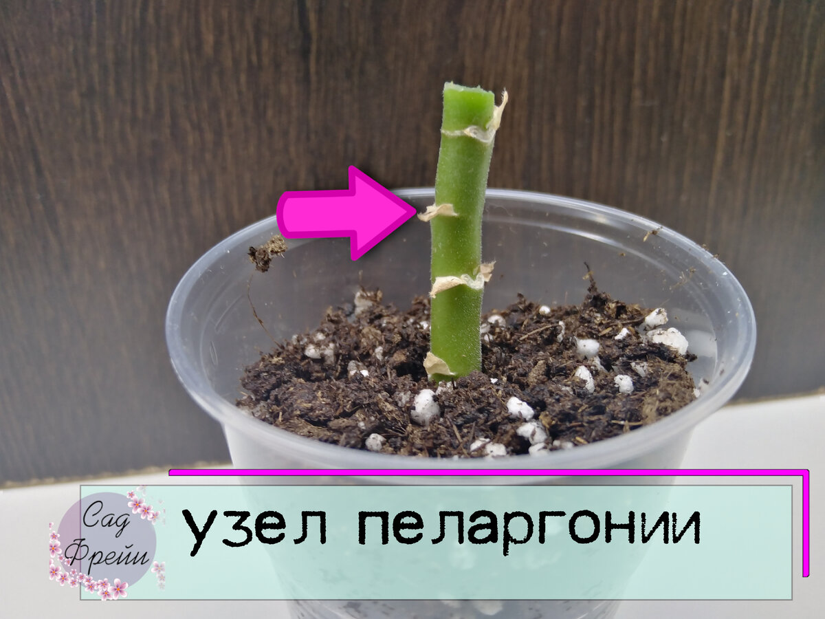 Всегда обращаю внимание на узлы: и при обрезке, и при укоренении