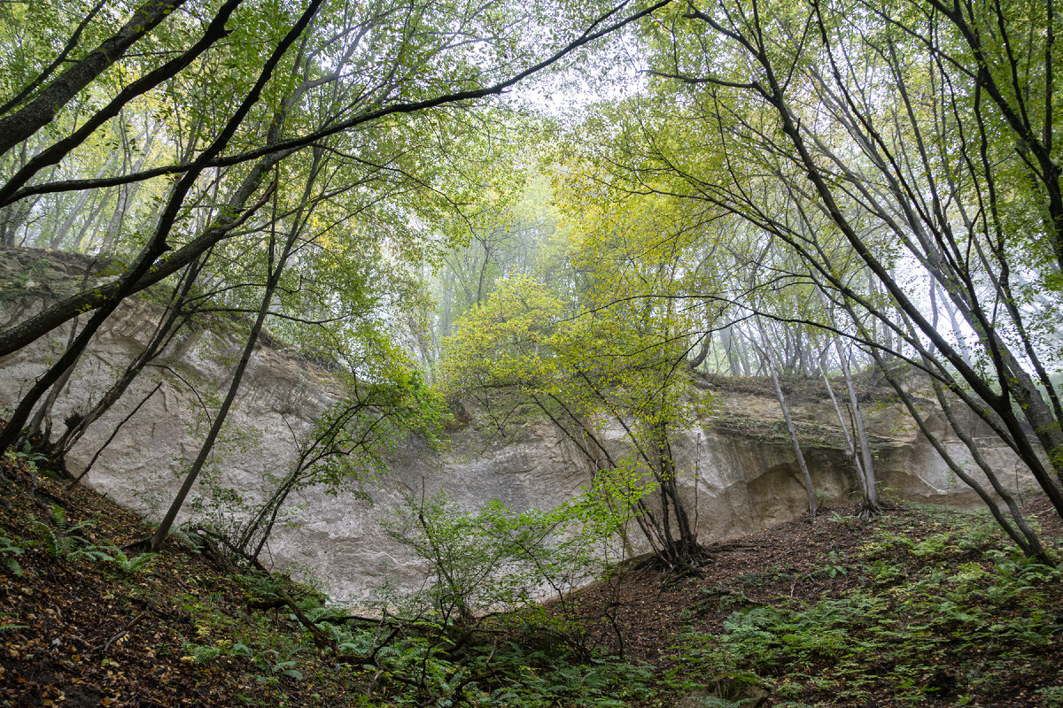 1. Скальная стена с гротом среди лиственного леса в начале тропы. Первые 1300 метров от скалы Человек проходят по высокорослому лесу на высоте около 1100 метров над уровнем моря, местами с небольшими перепадами высот (вниз и обратно вверх).