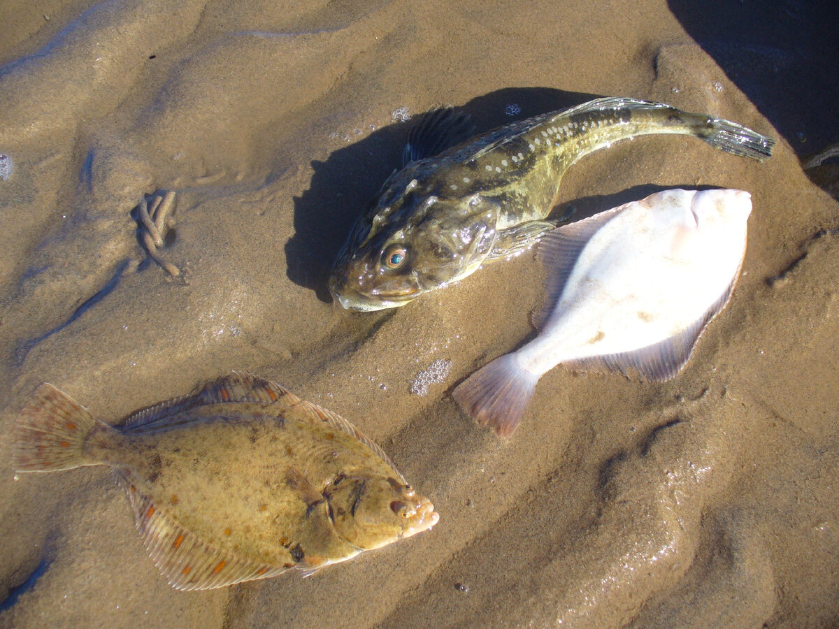 Камбалы белом море. Рыба навага,камбала. Рыбы белого моря. Рыбы Баренцевого моря. Рыбы обитающие в белом море.