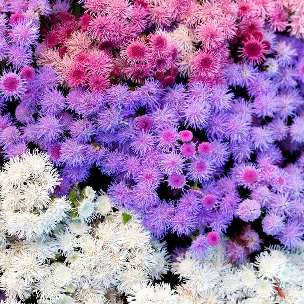 Фото с сайта https://garden-zoo.ru/products/ageratum?clid=928